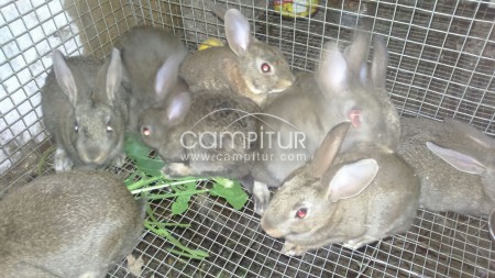 Conejos de campo para repoblación