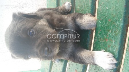 Regalo cachorritos 
