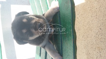 Foto 3 de Regalo cachorritos 