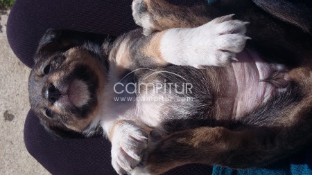 Foto 4 de Regalo cachorritos 