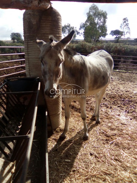 Se vende burra