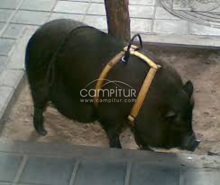 Se regala cerdo vietnamita 