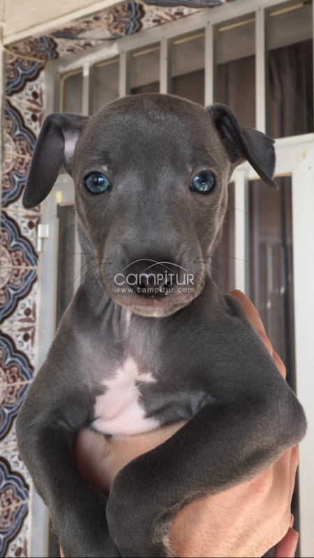 Galgos enanos