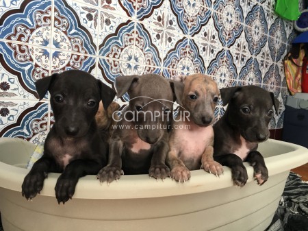 Foto 2 de Galgos enanos