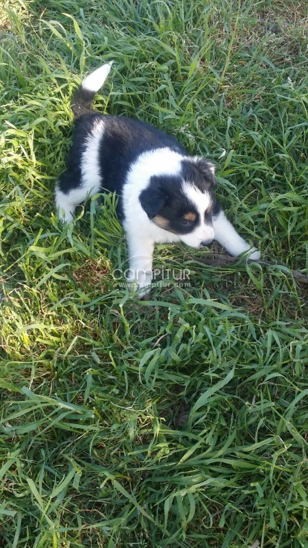 Se vende cachorros border collie