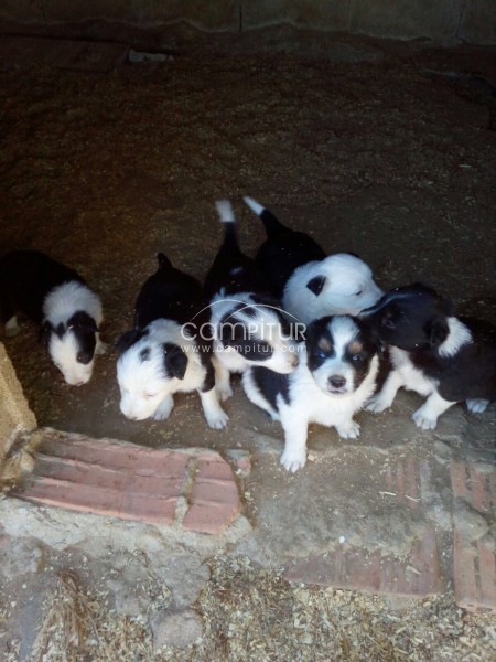 Foto 2 de Se vende border collie