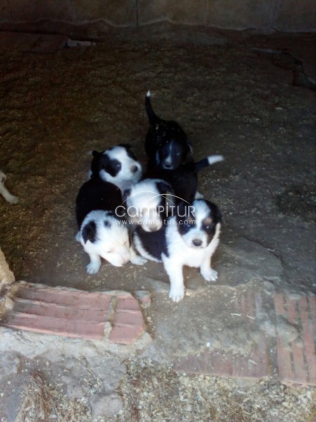 Foto 3 de Se vende border collie