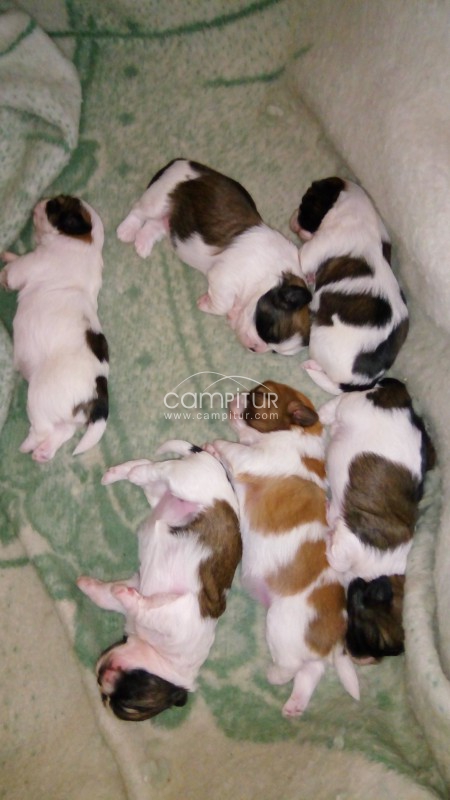 Se venden cachorros de Shih Tzu