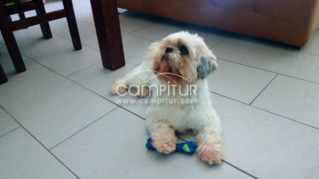 Foto 2 de Se venden cachorros de Shih Tzu