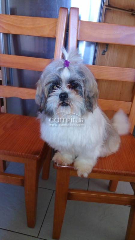 Foto 3 de Se venden cachorros de Shih Tzu