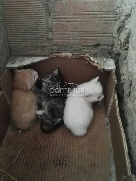 Se regalan gatitos