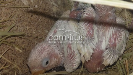 Se venden agapornis papilleros