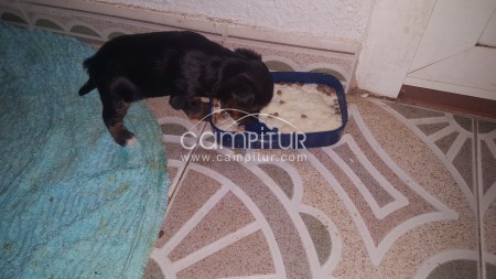Foto 4 de SE VENDE YORSAY