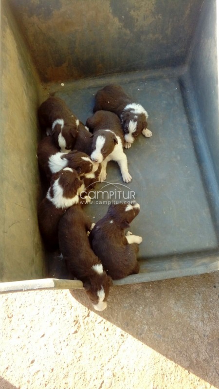 Se vende camada de Border Collie  
