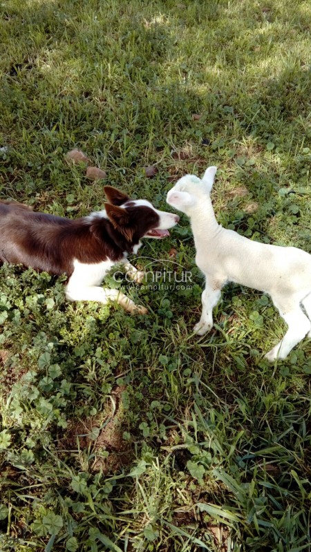 Foto 2 de Se vende camada de Border Collie  