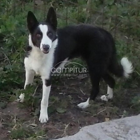 Foto 3 de Se vende camada de Border Collie  