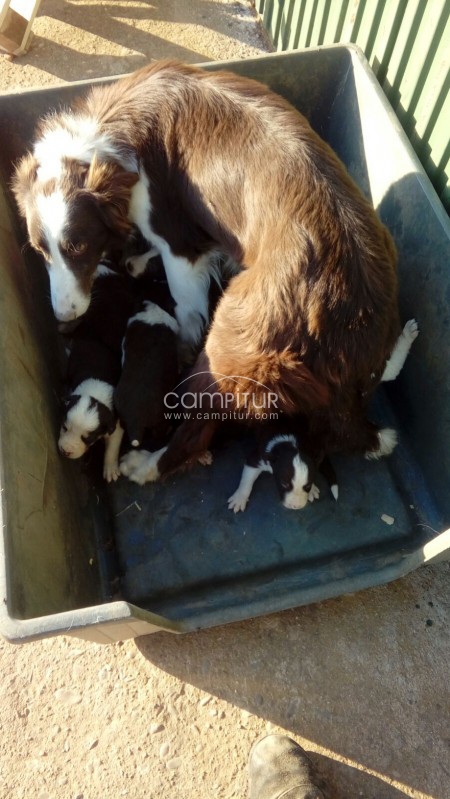 Foto 4 de Se vende camada de Border Collie  