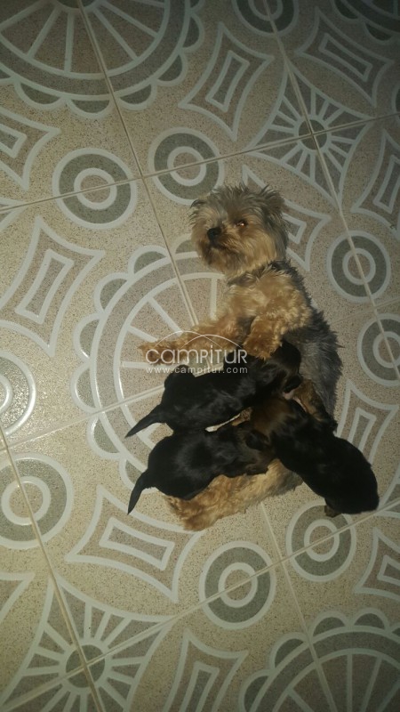 Se venden dos cachorro de yorsay