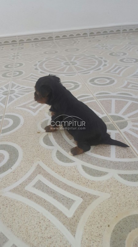 Foto 2 de Se venden dos cachorro de yorsay