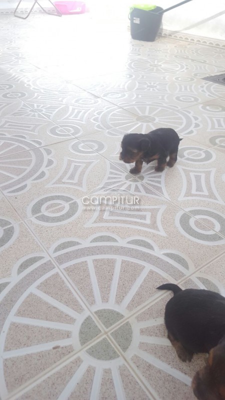 Foto 3 de Se venden dos cachorro de yorsay