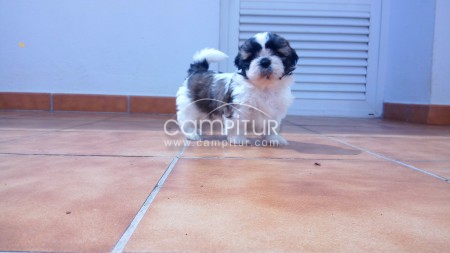  Cachorra  Shih Tzu. Precio muy rebajado.