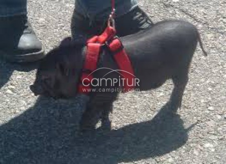 Cerdo vietnamita