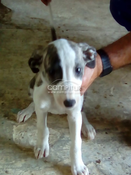 Se vende dos cachorro Galgo con 2meses