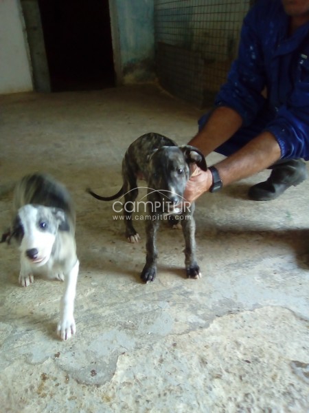 Se vende dos cachorros galgos