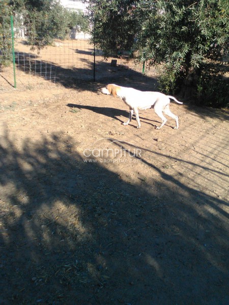 Se vende pointer