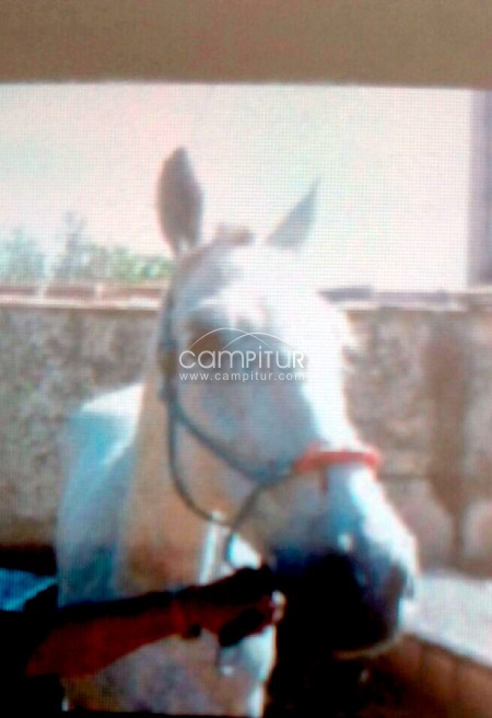 Vendo caballo 