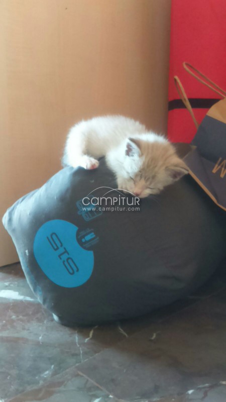 Regalo ratito muy cariñoso y juguetón