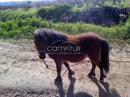 se venden dos ponis