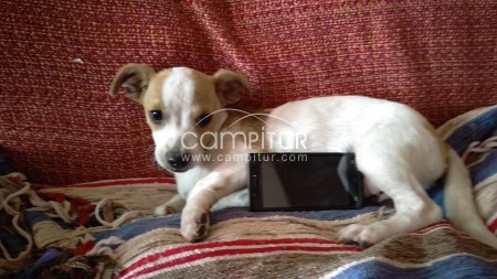 Se regala cachorro de chihuhua mix