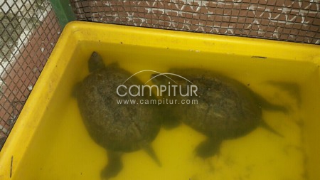 Vendo 2 Tortugas grandes