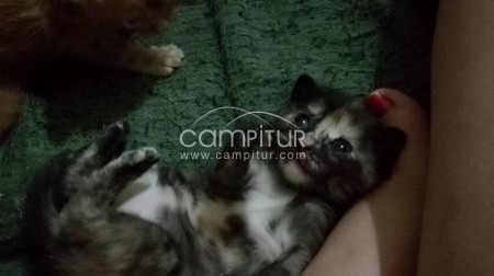 REGALO GATITA