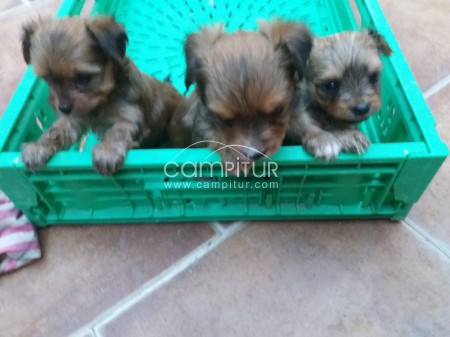 Perritos de raza pequeña 