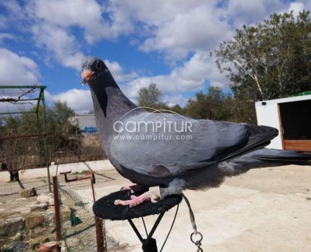 Palomas azul de gazcuña 