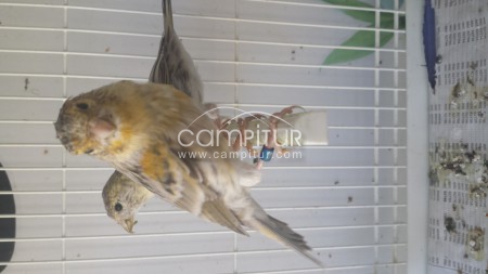 Foto 4 de Canarios amarillos y agatas opal plata