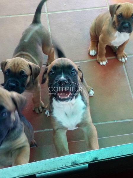 se vende cachorros boxer