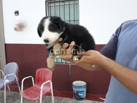 CACHORRO DE BORDER COLLIE