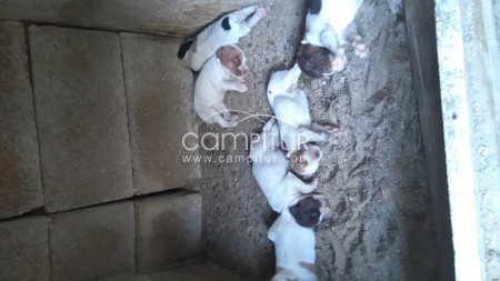 Perros de caza bretones 