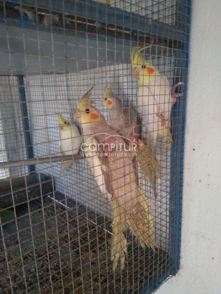 Se venden ninfas