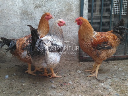 POLLOS CAPONES