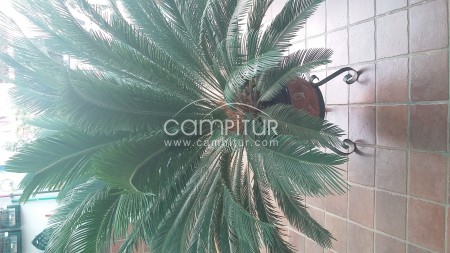 Se vende planta de Cica
