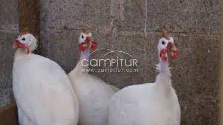 Gallinas guineas blancas