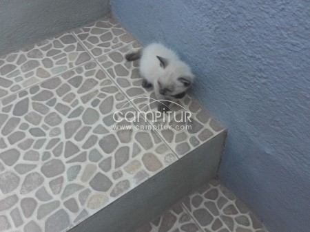 Se vende gatita  siamesa 