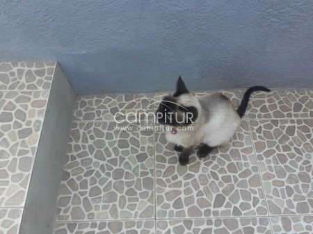 Foto 3 de Se vende gatita  siamesa 