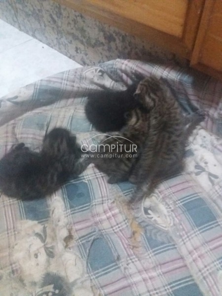 Gatitos