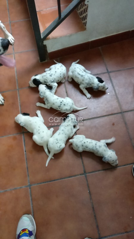 Foto 3 de Se Venden Dálmatas