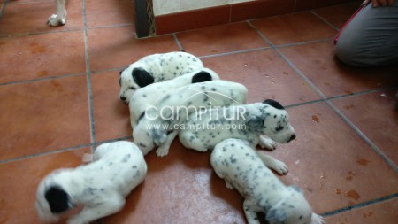 Foto 4 de Se Venden Dálmatas
